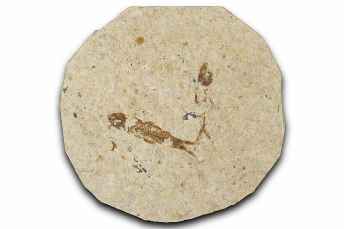 Fossil Fish (Knightia) Mortality Plate - Wyoming #339042